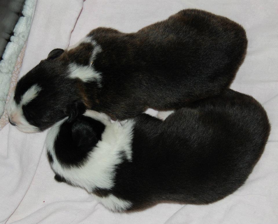 Boys 2 weeks