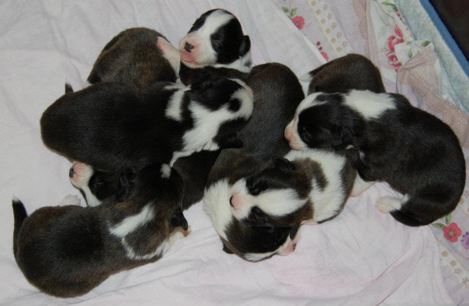 Puppies 2 weeks